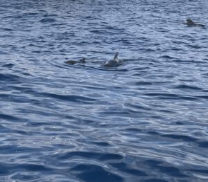 Eine Gruppe Pilotwale vor der Küste
